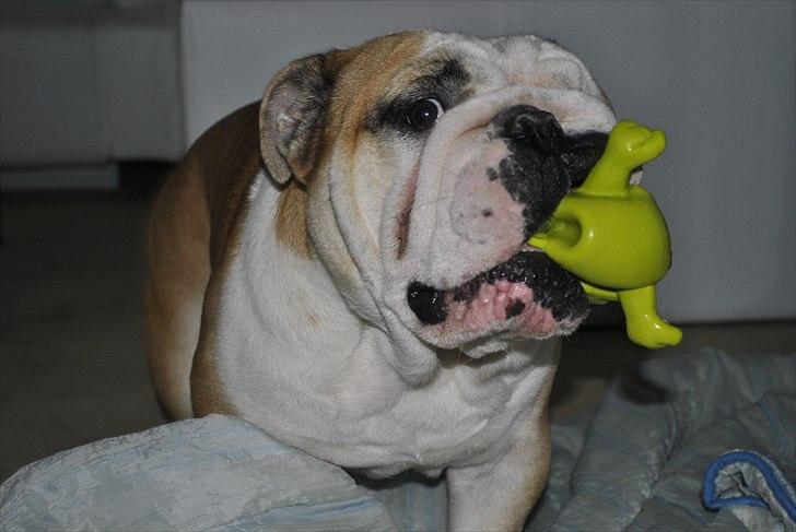 Engelsk bulldog Balto RIP 11/6-21 billede 9