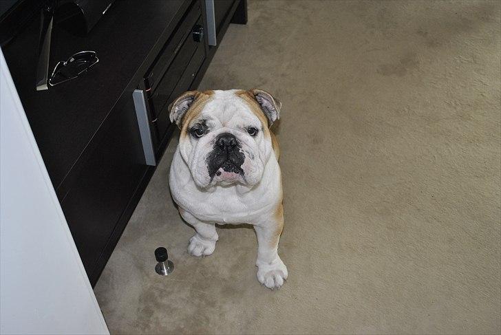 Engelsk bulldog Balto RIP 11/6-21 billede 11