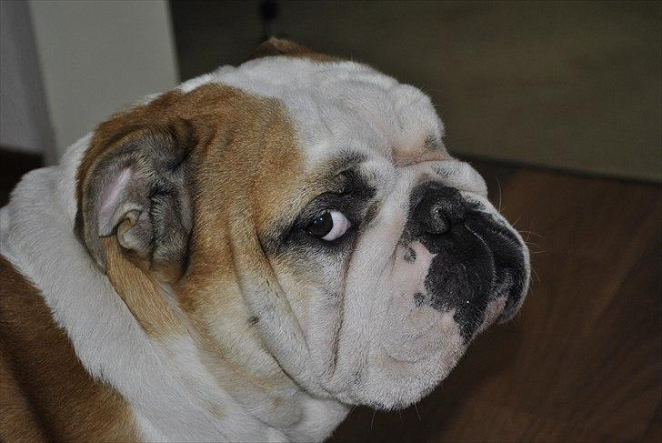 Engelsk bulldog Balto RIP 11/6-21 billede 12