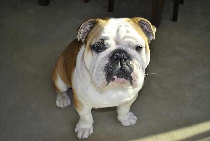 Engelsk bulldog Balto RIP 11/6-21 billede 20