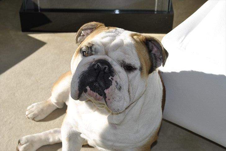 Engelsk bulldog Balto RIP 11/6-21 billede 14