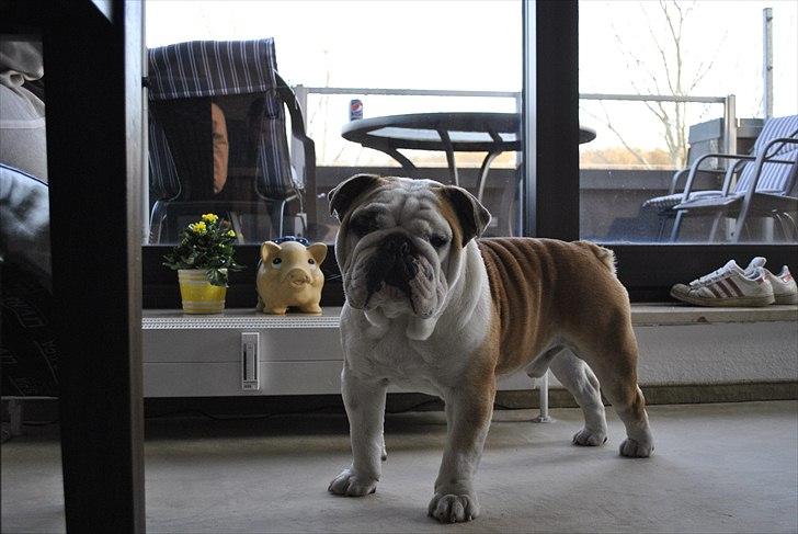 Engelsk bulldog Balto RIP 11/6-21 billede 15