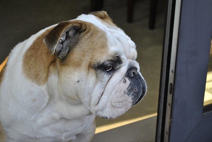 Engelsk bulldog Balto RIP 11/6-21 billede 16