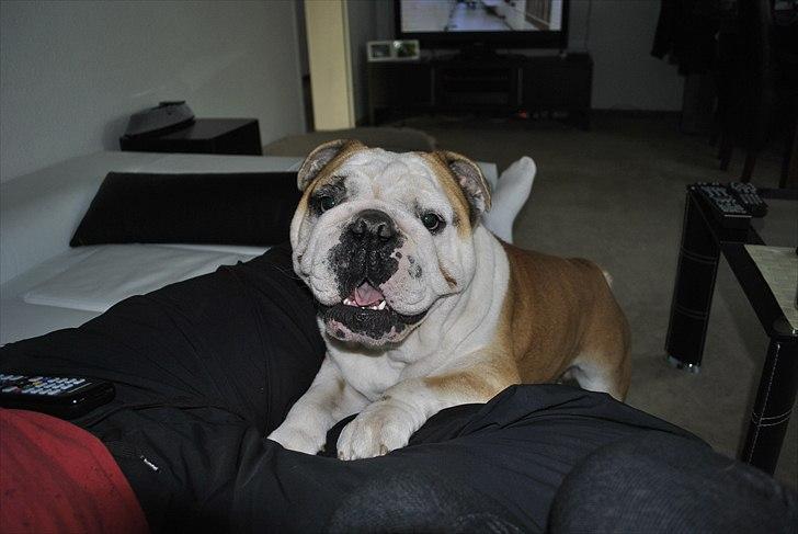 Engelsk bulldog Balto RIP 11/6-21 billede 17