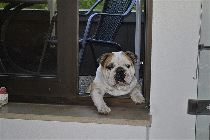 Engelsk bulldog Balto RIP 11/6-21 billede 18