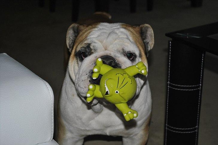 Engelsk bulldog Balto RIP 11/6-21 billede 2