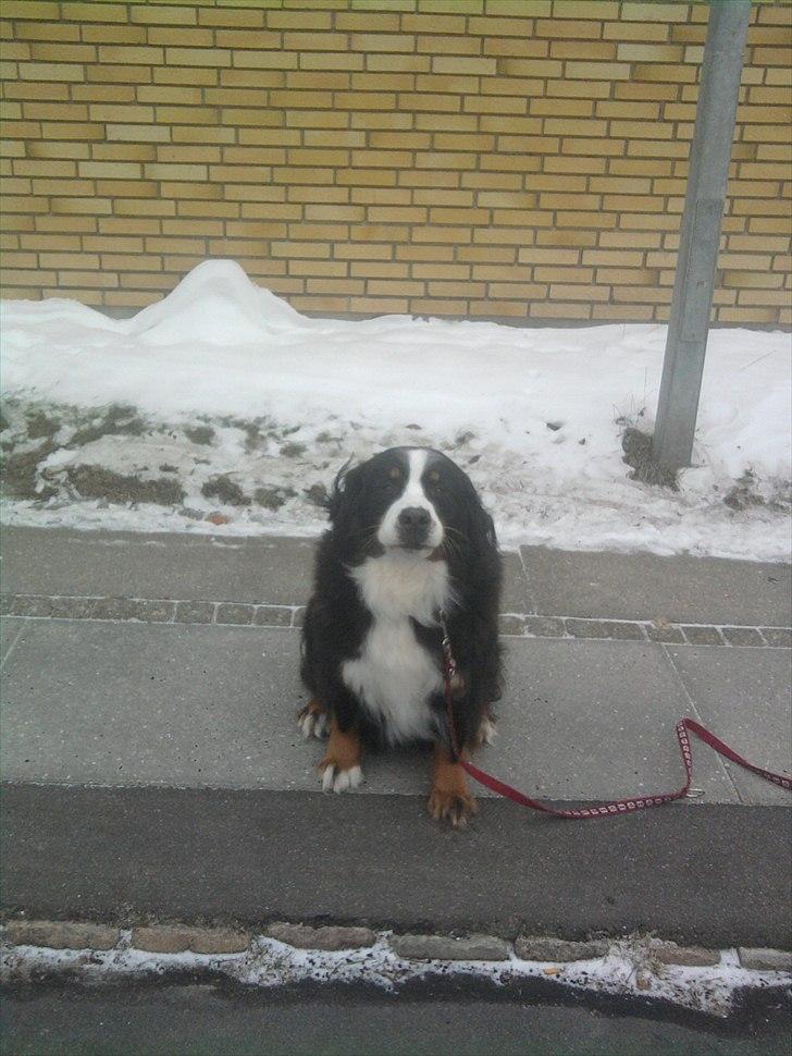 Berner sennenhund Euro Kensens Edna billede 7