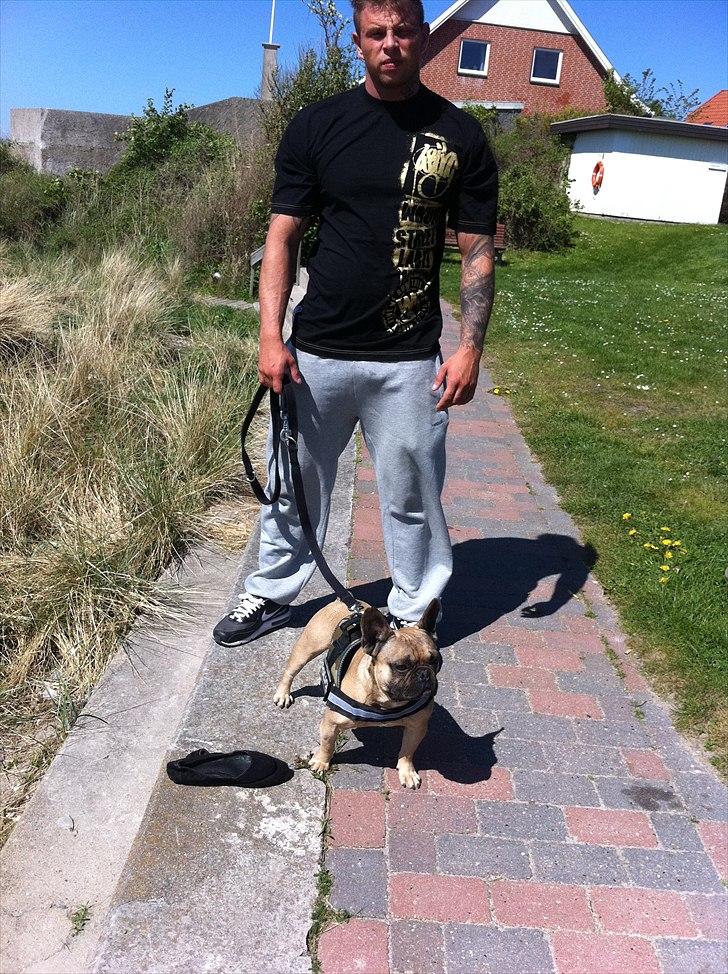 Fransk bulldog Van Wilcora Micki (Rip min skat) - Dejlig dag med far og mor på stranden :) billede 17