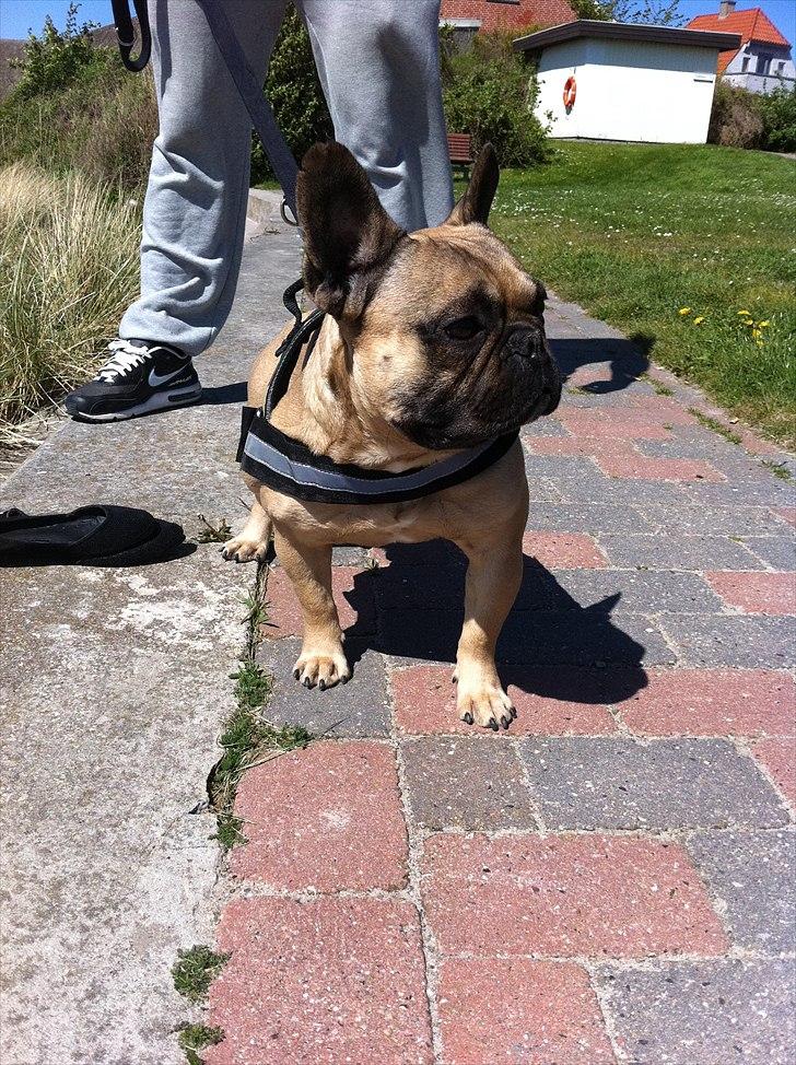 Fransk bulldog Van Wilcora Micki (Rip min skat) - Jeg er en lækkerbisken (: billede 18