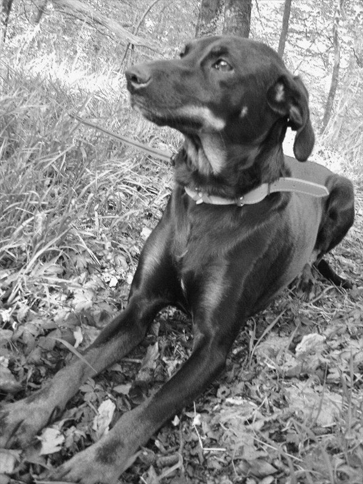 Blanding af racer Flicka billede 17