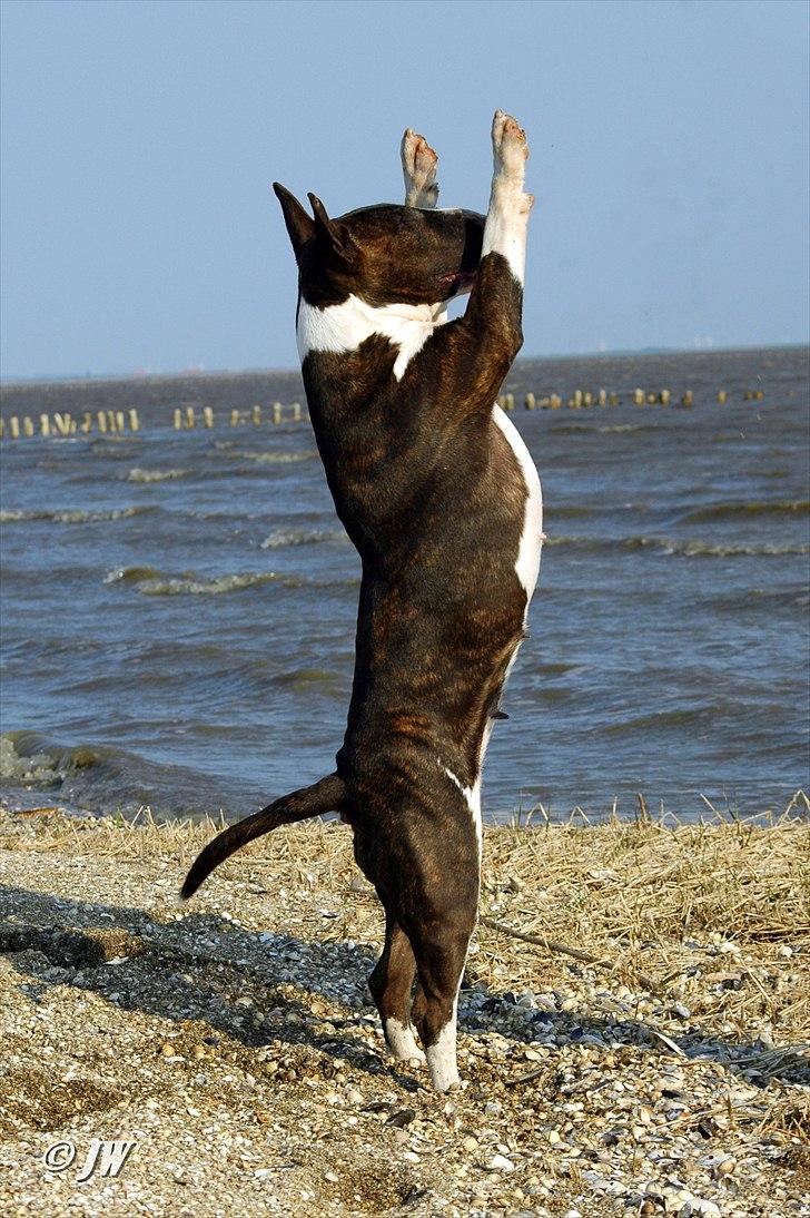 Bullterrier                     Jazzy - Hænderne op eller bukserne ned !! billede 11