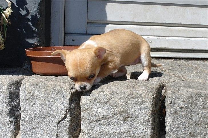 Chihuahua jelly-belly billede 1