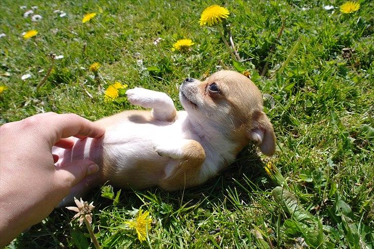 Chihuahua jelly-belly billede 2