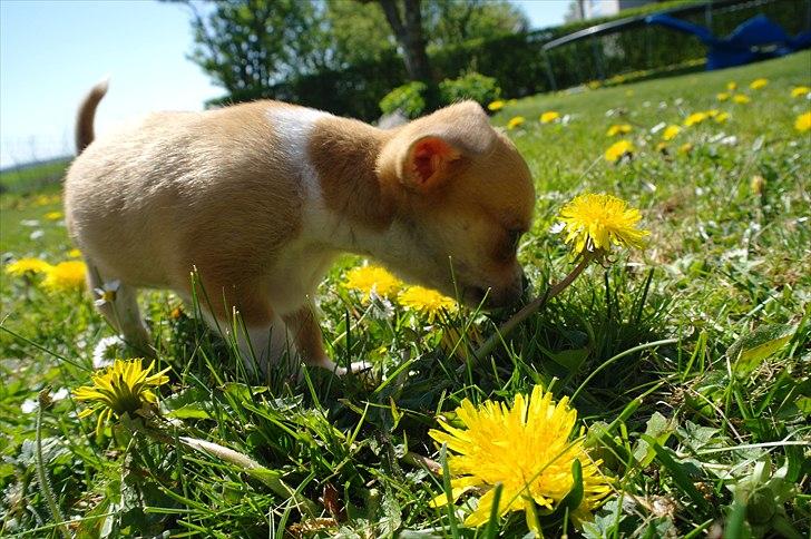 Chihuahua jelly-belly billede 3