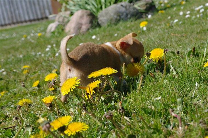 Chihuahua jelly-belly billede 4