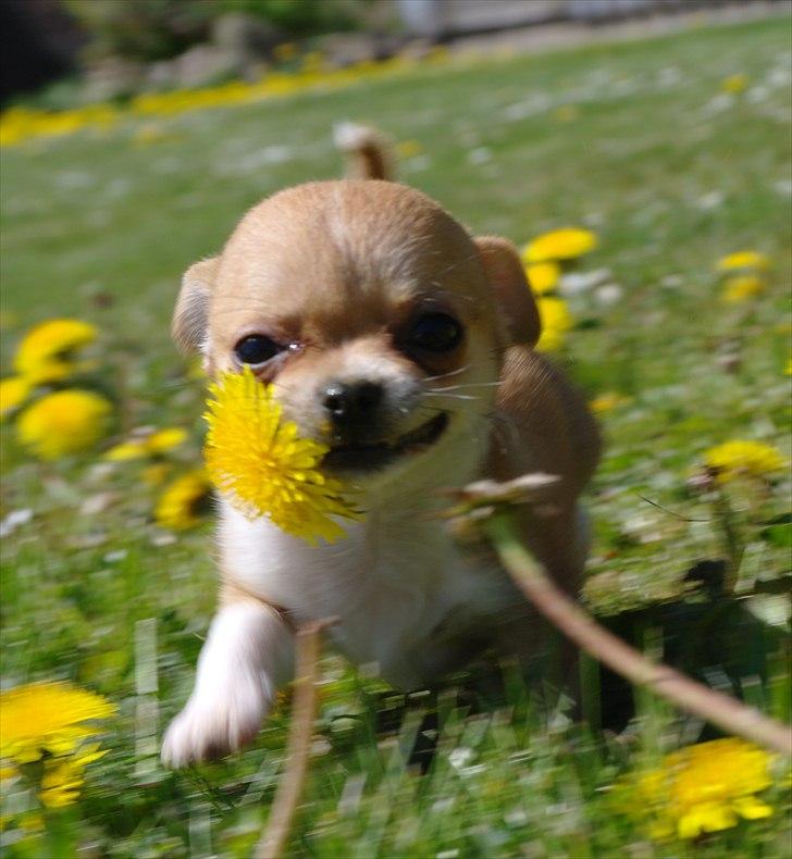 Chihuahua jelly-belly billede 5