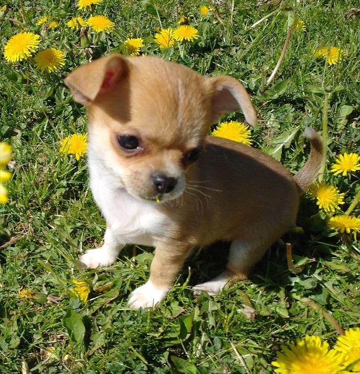 Chihuahua jelly-belly billede 6