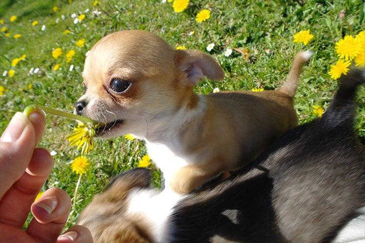 Chihuahua jelly-belly billede 7