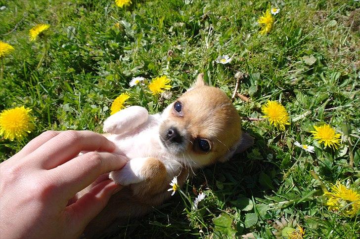 Chihuahua jelly-belly billede 8