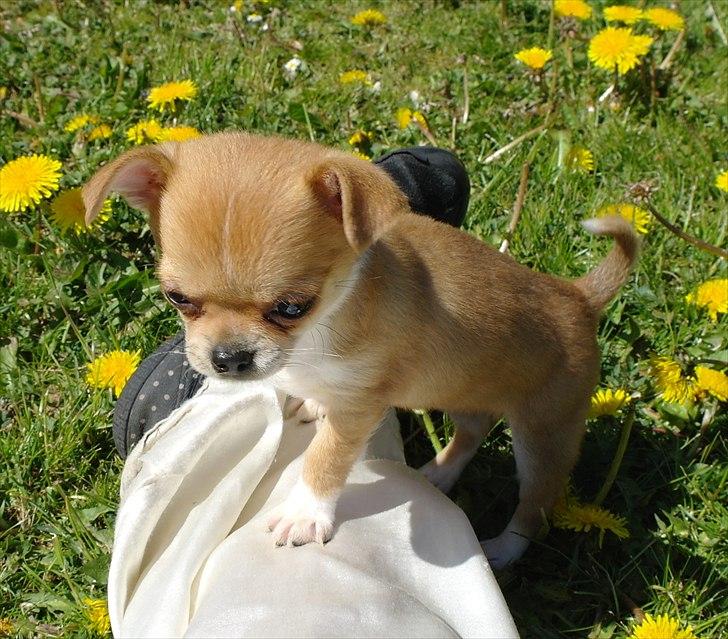 Chihuahua jelly-belly billede 9