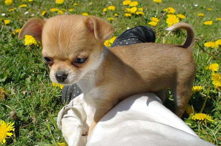 Chihuahua jelly-belly billede 10