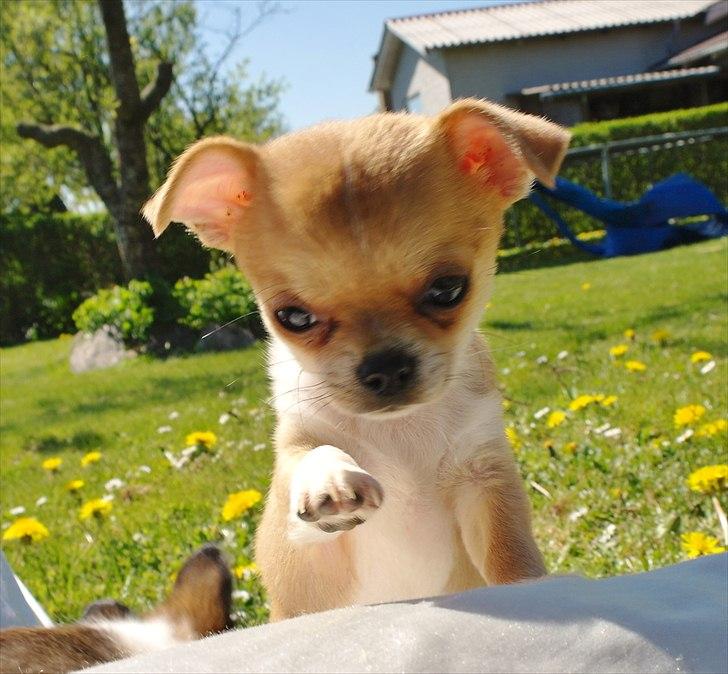 Chihuahua jelly-belly billede 11