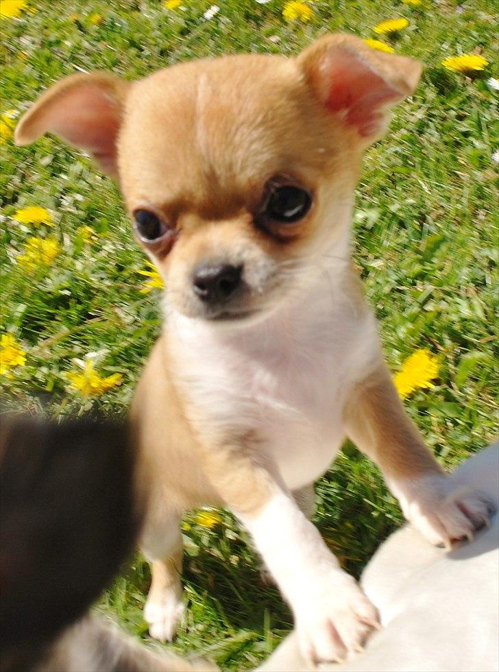 Chihuahua jelly-belly billede 12