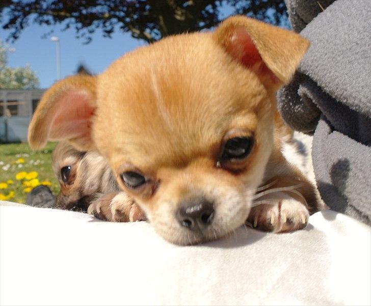 Chihuahua jelly-belly billede 13