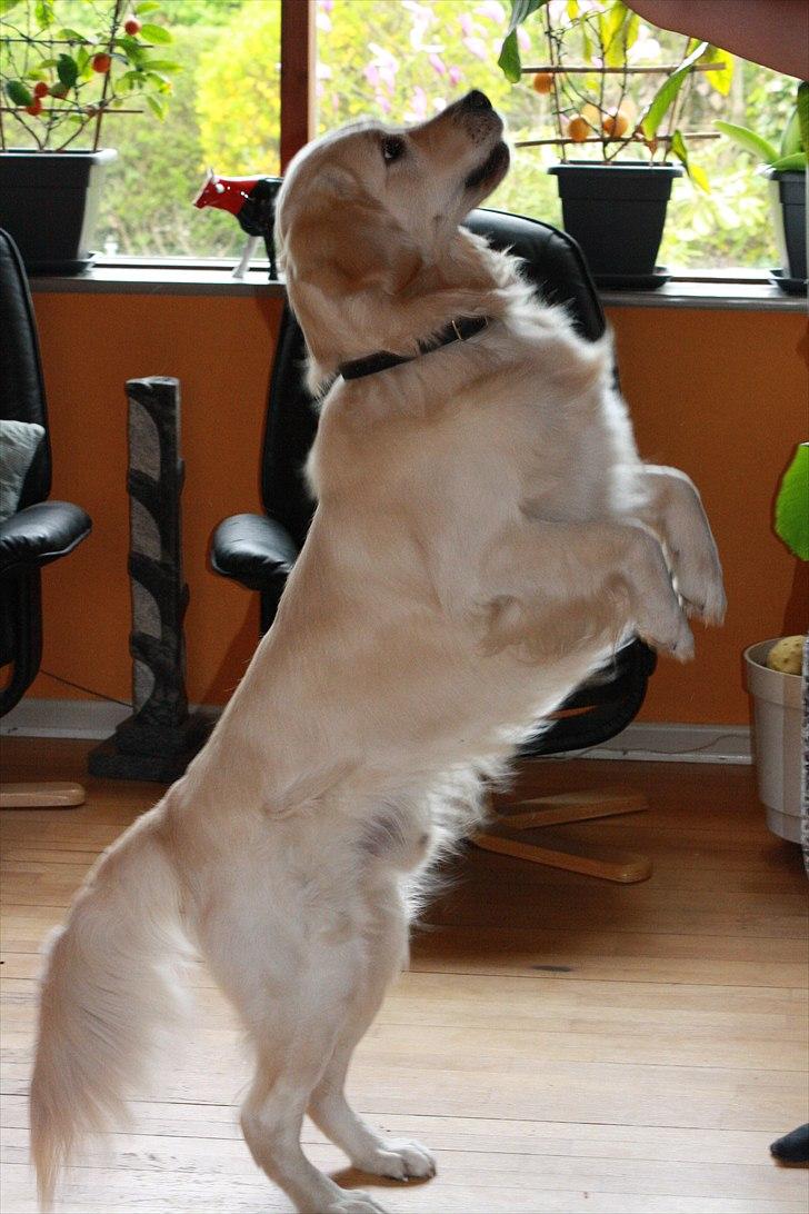 Golden retriever Golden Cosmo -  Tro på dig selv og gør det du er bedst til :D 
 billede 19