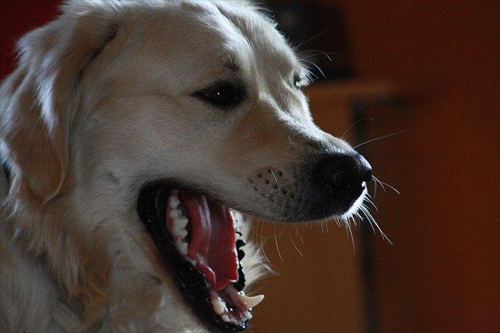 Golden retriever Golden Cosmo -  Spend time with a friend do something you both enjoy :D billede 13