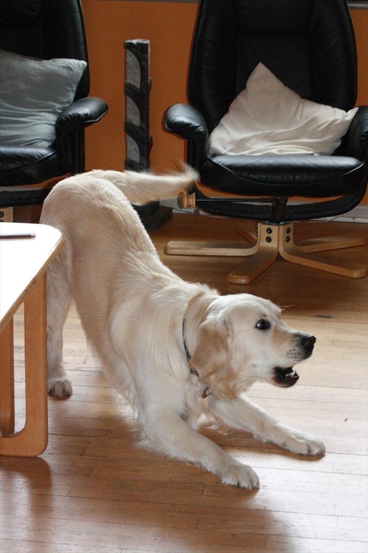 Golden retriever Golden Cosmo - let the sun shine through the darkness and light you paht billede 17