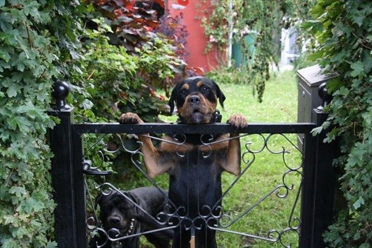 Blanding af racer  Whisky * R.I.P * billede 1