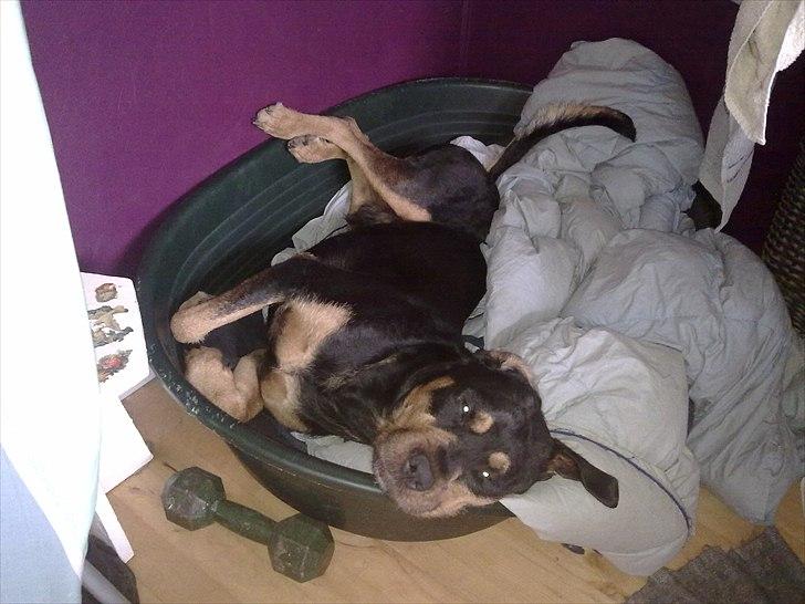 Blanding af racer  Whisky * R.I.P * billede 19