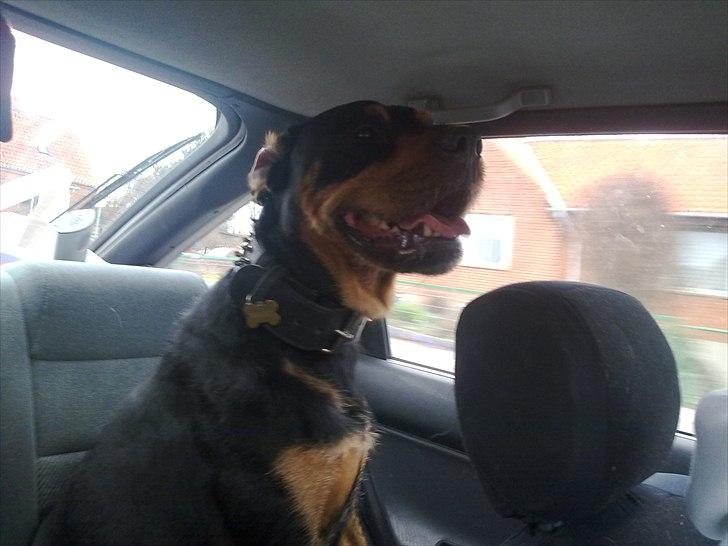 Blanding af racer  Whisky * R.I.P * billede 20