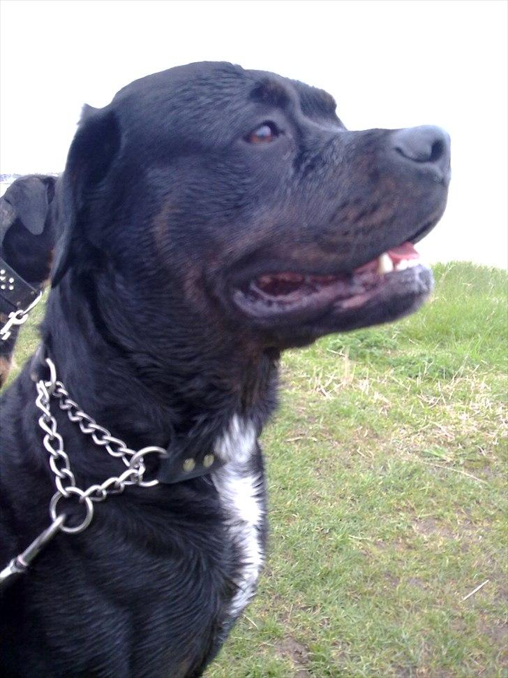 Blanding af racer GD&ROTTWEILER - Cola - billede 8