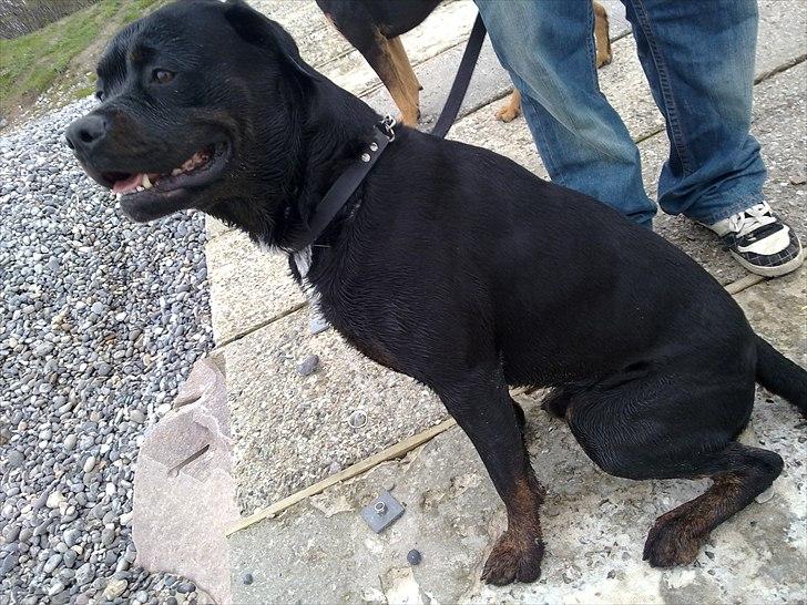 Blanding af racer GD&ROTTWEILER - Cola - billede 11