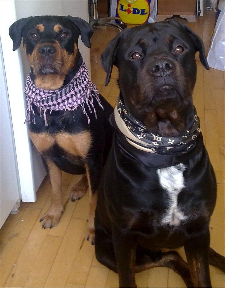 Blanding af racer GD&ROTTWEILER - Cola - billede 18