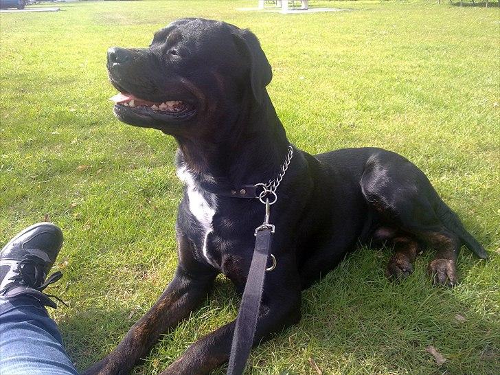 Blanding af racer GD&ROTTWEILER - Cola - billede 2