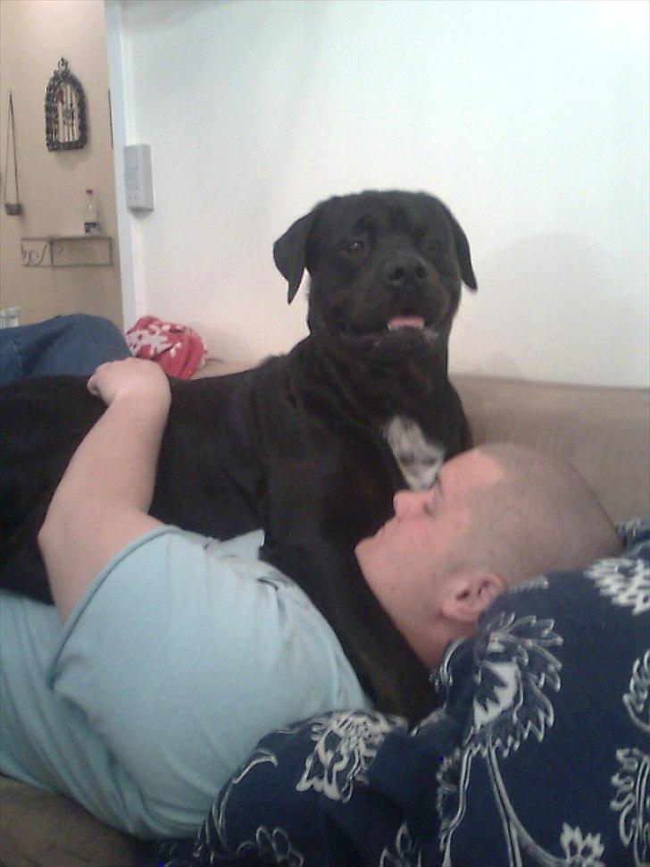 Blanding af racer GD&ROTTWEILER - Cola - billede 7