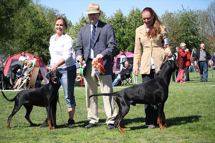 Dobermann GOF Excellent Estrella billede 13