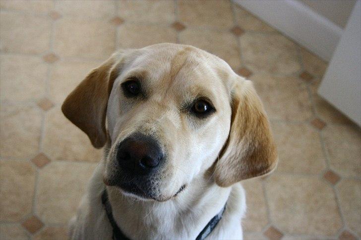 Labrador retriever Karla  billede 12