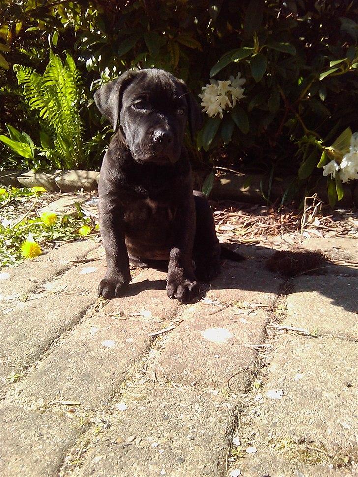 Dogo canario Zæcar - Zærcar billede 8