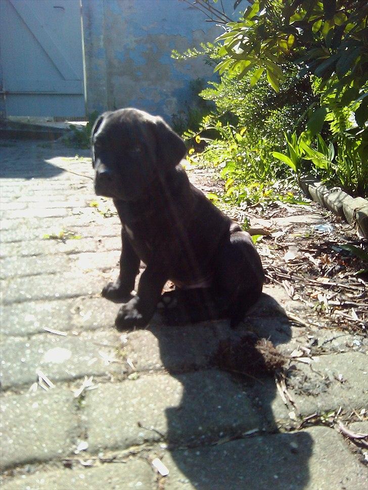 Dogo canario Zæcar billede 9