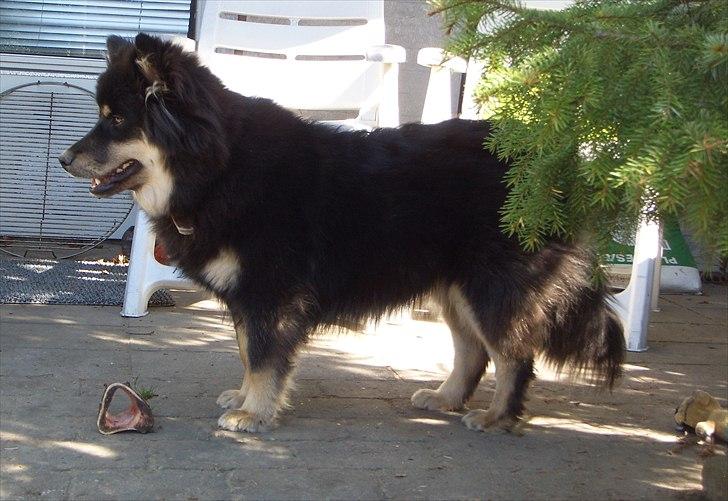 Finsk lapphund Molly billede 20