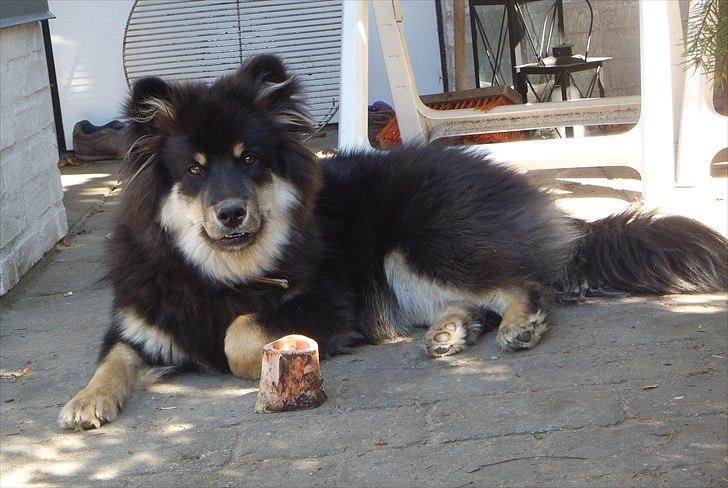 Finsk lapphund Molly - Molly i haven :) billede 9