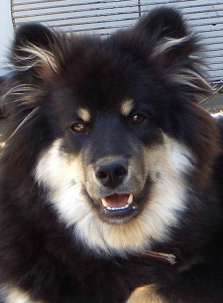 Finsk lapphund Molly billede 1