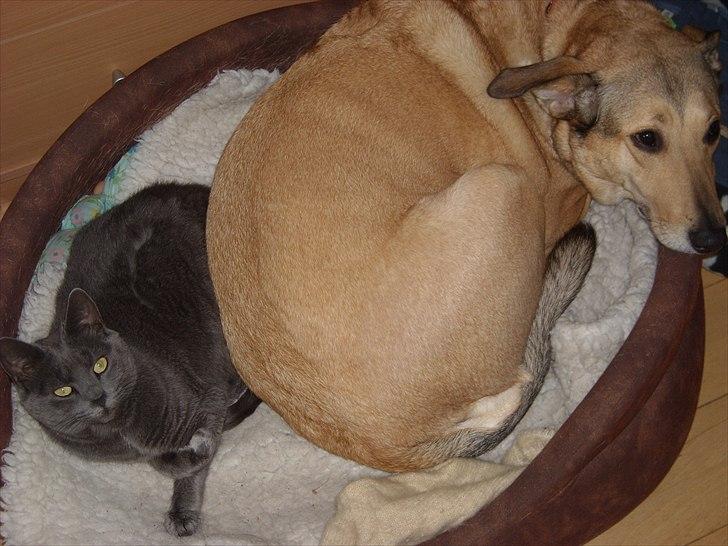 Blanding af racer Coco billede 9