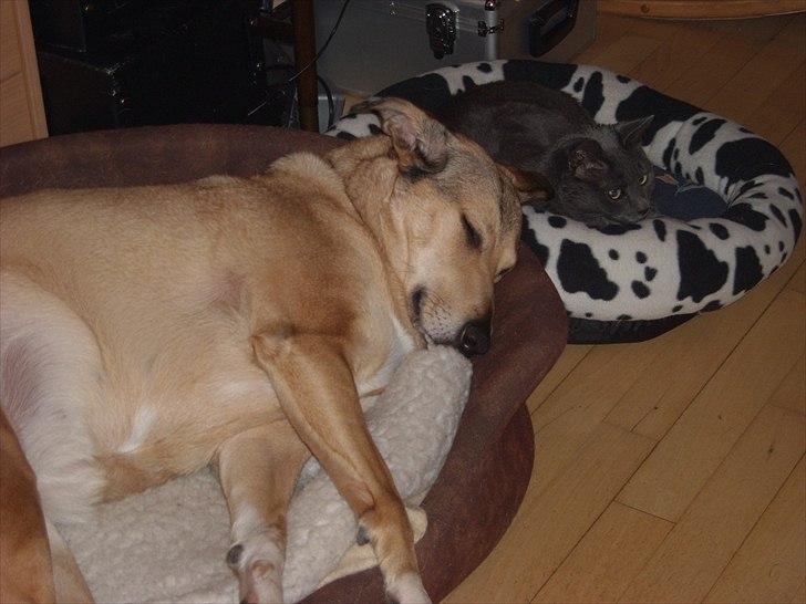 Blanding af racer Coco billede 10