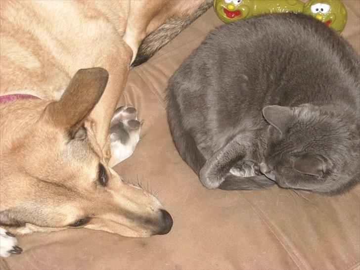 Blanding af racer Coco billede 11