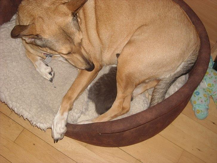 Blanding af racer Coco - Ja ja så kom der en lille killing. Så kan jeg da få lov at lege "mor" selvom jeg aldrig selv har fået hvalpe hehe billede 12